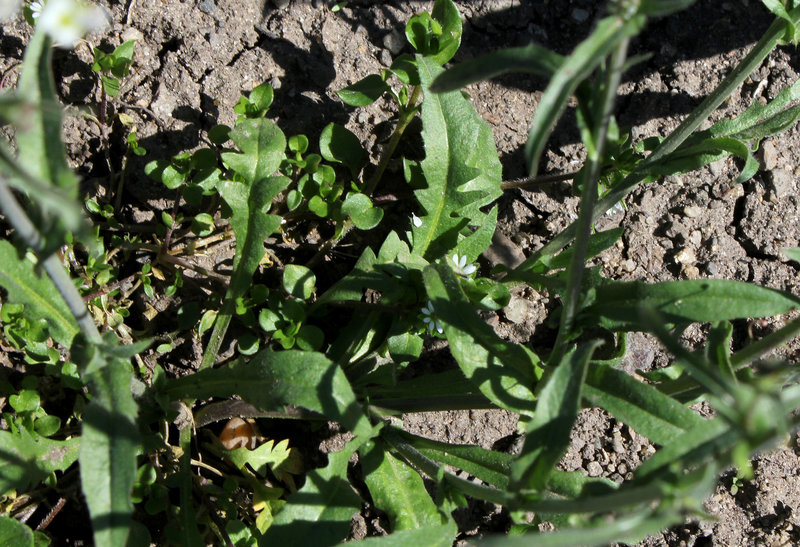 Capselle  Bourse-à-pasteur; Capsella bursa-pastoris