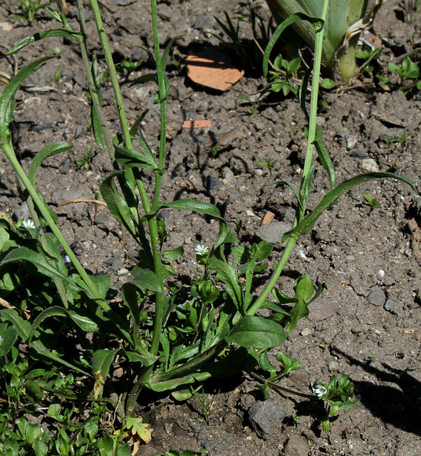 Capselle  Bourse-à-pasteur; Capsella bursa-pastoris