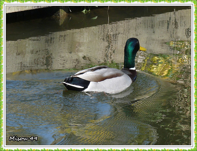 AMIENS