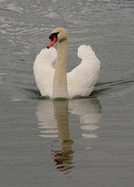 Promenade d'un cygne...