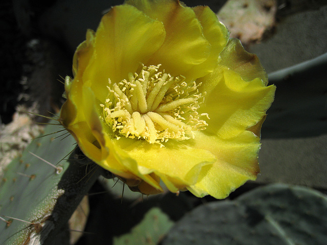 Menrad House Cactus Bloom (0706)