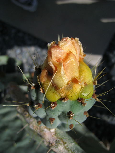 Menrad House Cactus Bloom (0707)