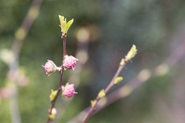 Mandelblüte