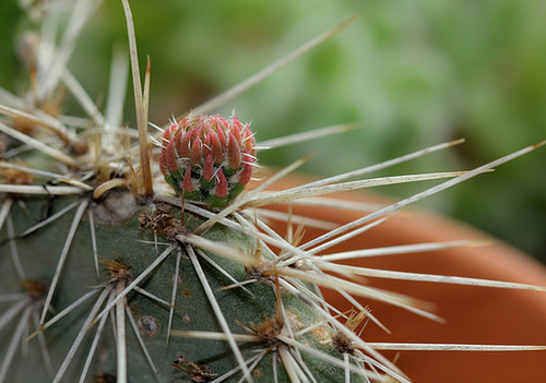 Opuntia polyacantha  - jeune pousse