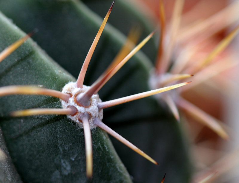 Echinopsis
