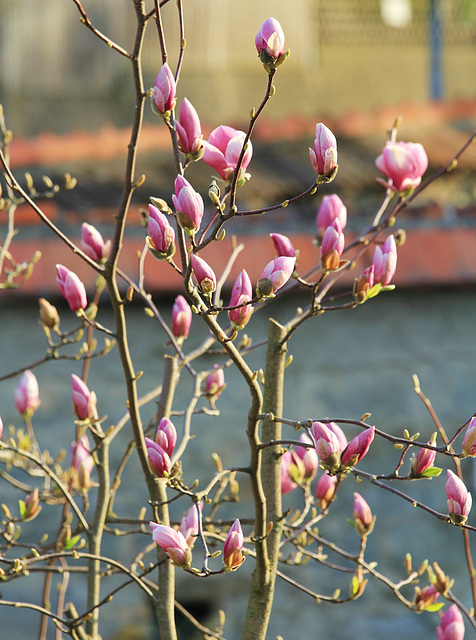 Endlich Frühling