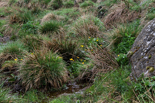 Prairie tourbeuse- Joncs - Populage