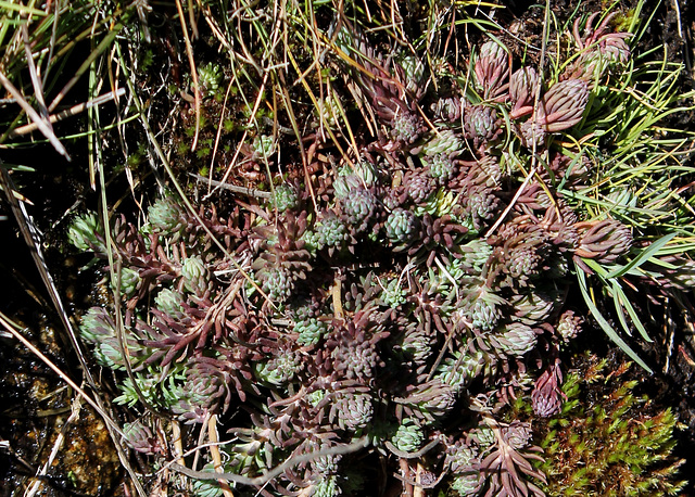 Sedum rupestre