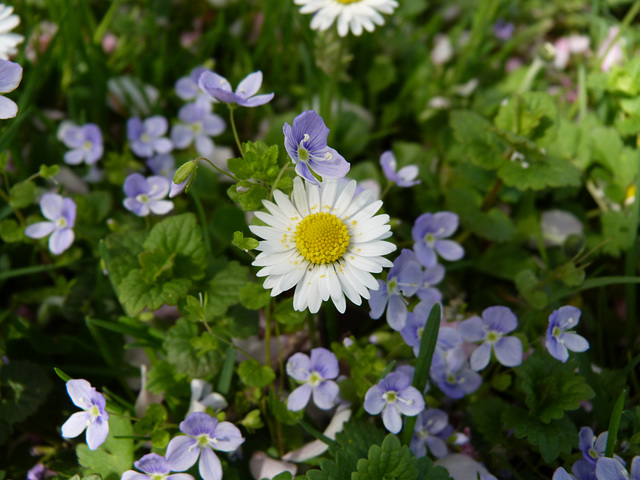 Blumen auf der Wiese