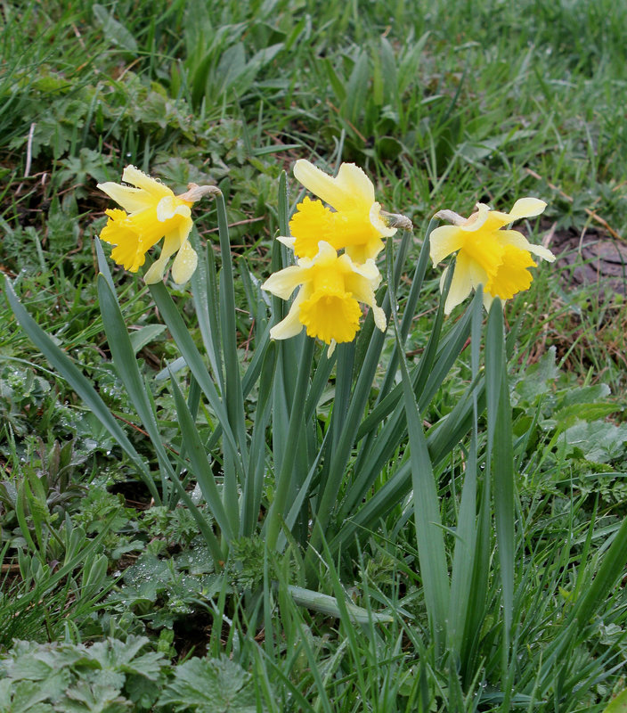 Les Jonquilles - Narcissus pseudonarcissus ssp.nobilis