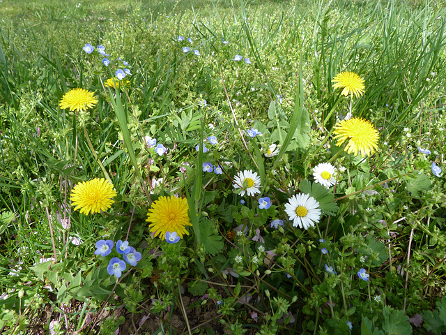 Blumen auf der Wiese