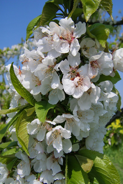 Pommiers en fleurs