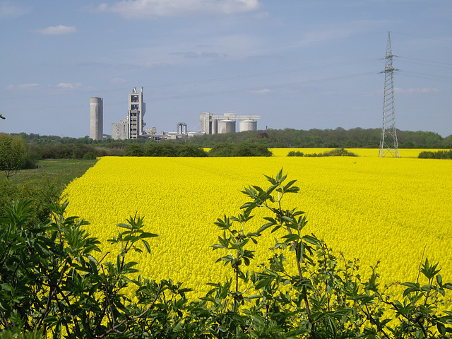 Rapsfeld vor der Teutonia Zementfabrik / field with rape