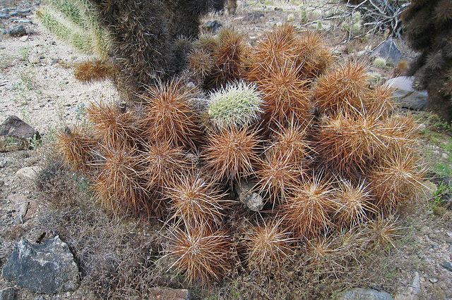 Cholla Branch On Dead Hedgehog Cactus (0669)