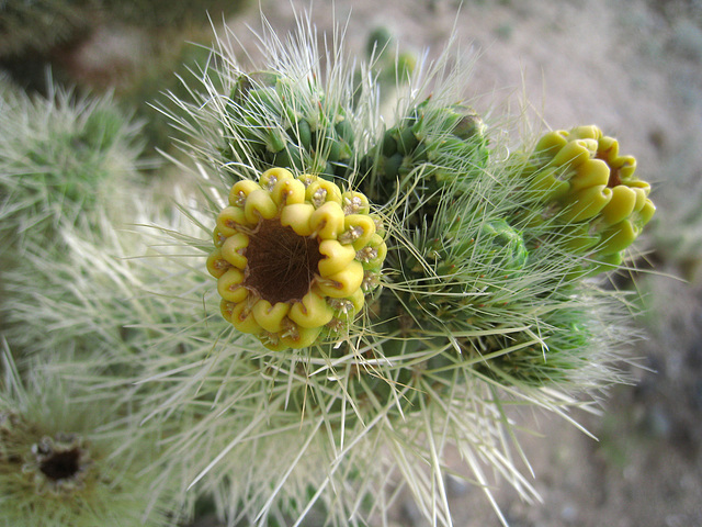 Cholla Buds (0668)