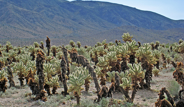 Cholla Garden (0659)