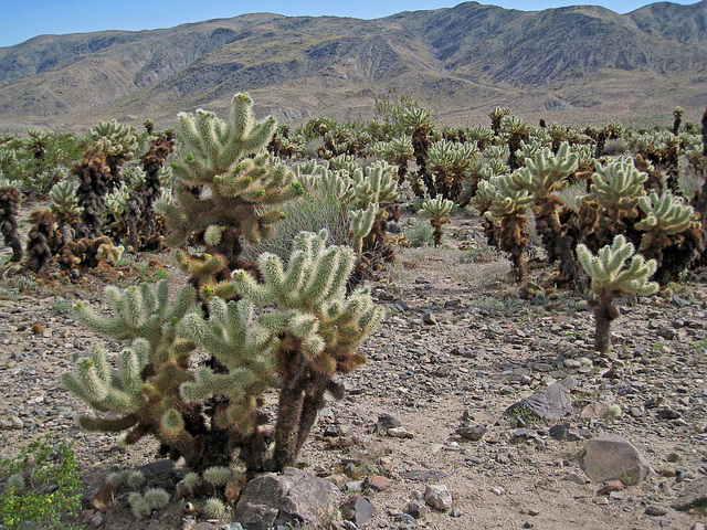 Cholla Garden (0661)