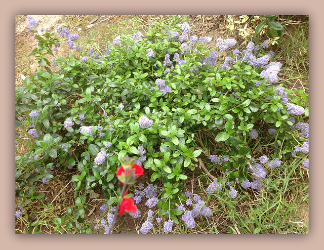 Ceanothe......La où je pousse...... les mauvaises herbes ne poussent plus ))))