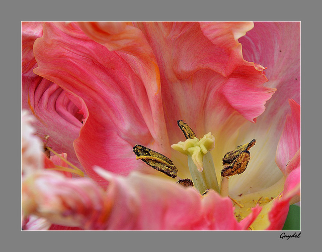 Au coeur de la Tulipe Rose