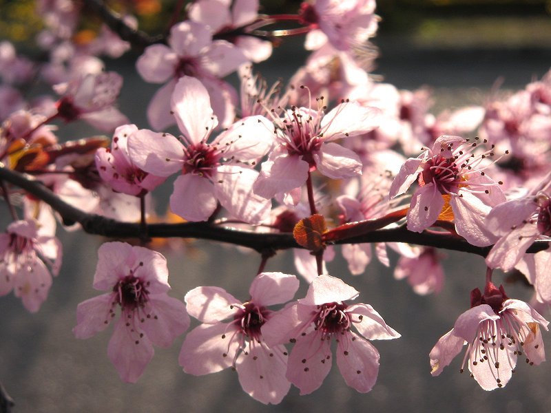 prunus and light