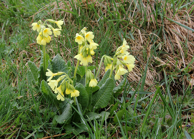Primula elatior - Primevère des bois  (2)