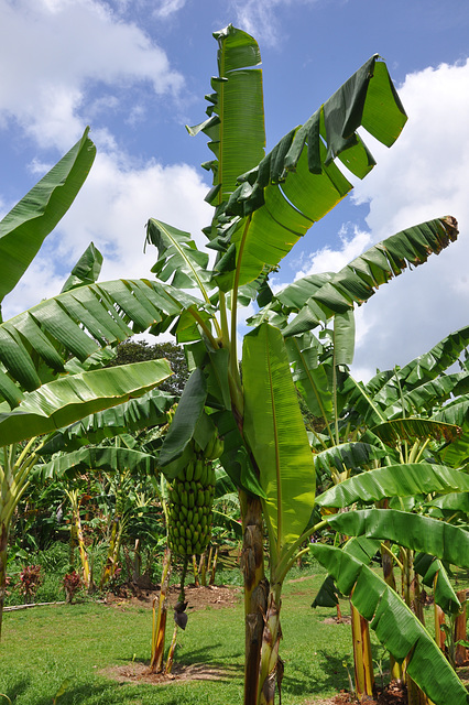 MARTINIQUE