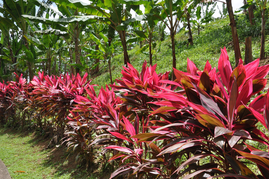 MARTINIQUE