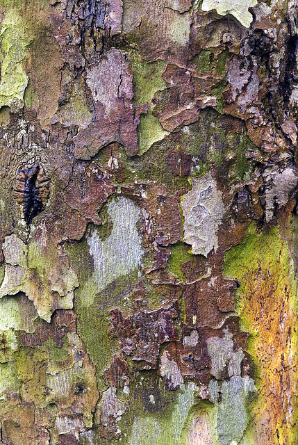 Sycamore Tree