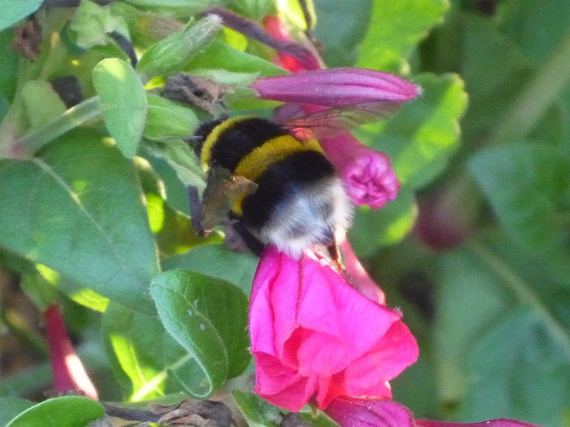Moscardon libando una flor