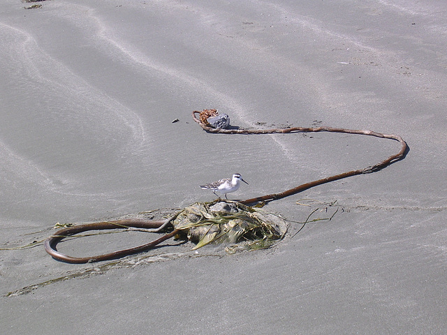 Strandläufer