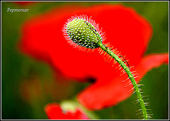 Temps de roselles