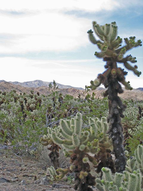 Cholla Garden (0664)