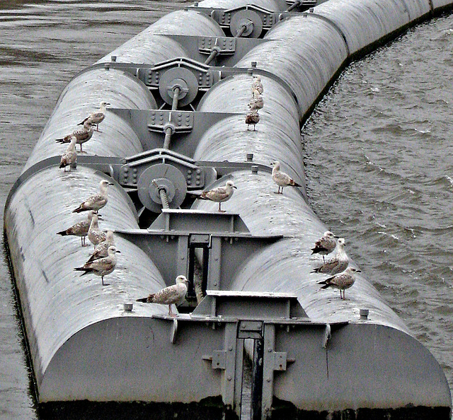 Pigeons afloat