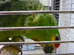 Kikou