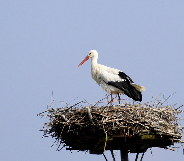 brütender Storch