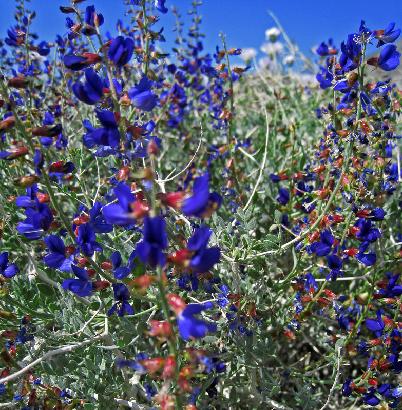 Blue Flower (0730)