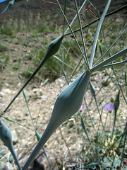 Desert Trumpet (0740)