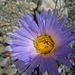 Flower (0735)