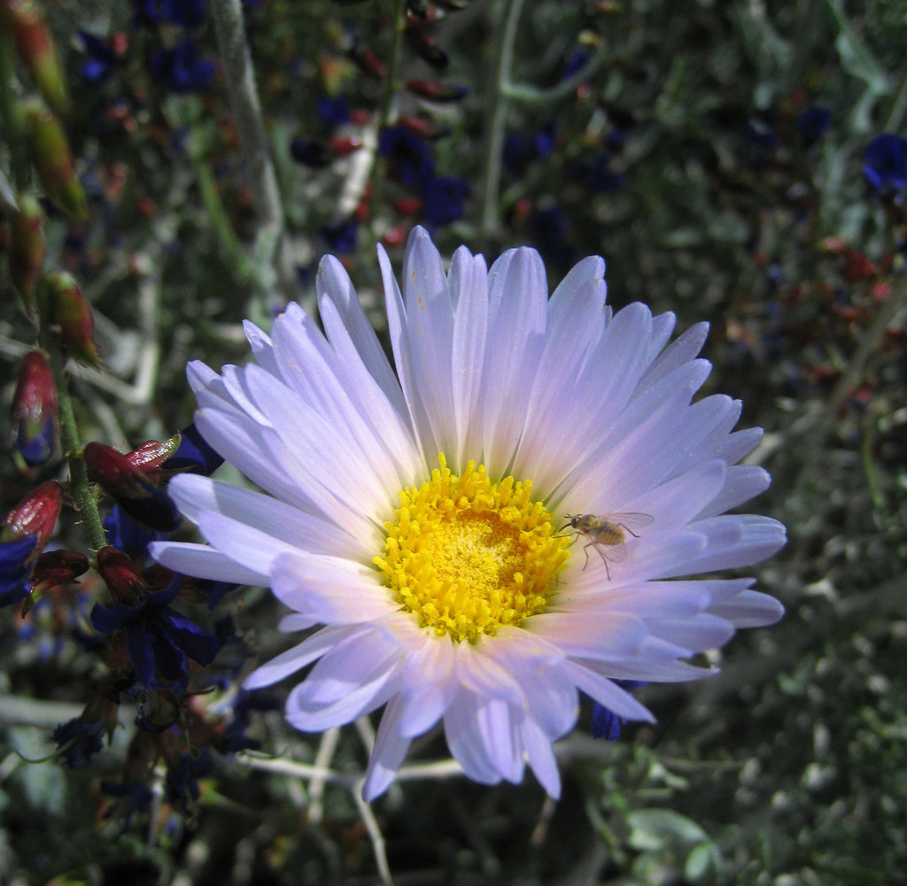 Flower with Insect (0736)