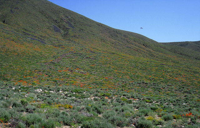 Flowering Hillside (0747)