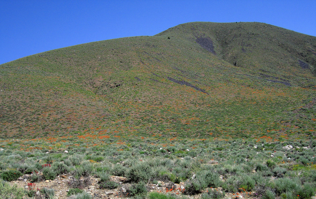 Flowering Hillside (0748)