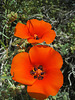 Mariposa Lily (0743)