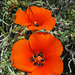 Mariposa Lily (0743)