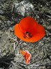 Mariposa Lily (0742)