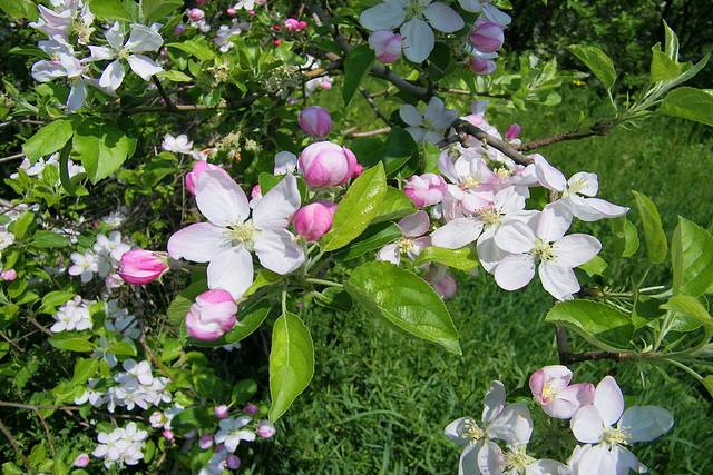 Fleurs de poiriers