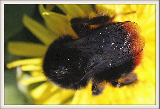 Dévotion au nectar