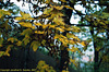 Maple Leaves, Vysehrad, Prague, CZ, 2007