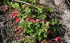 Geranium robertianum