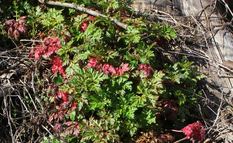 Geranium robertianum