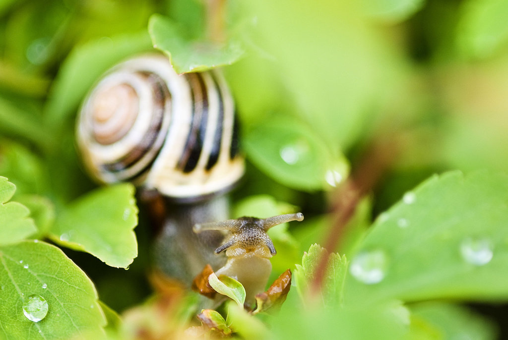 Snail